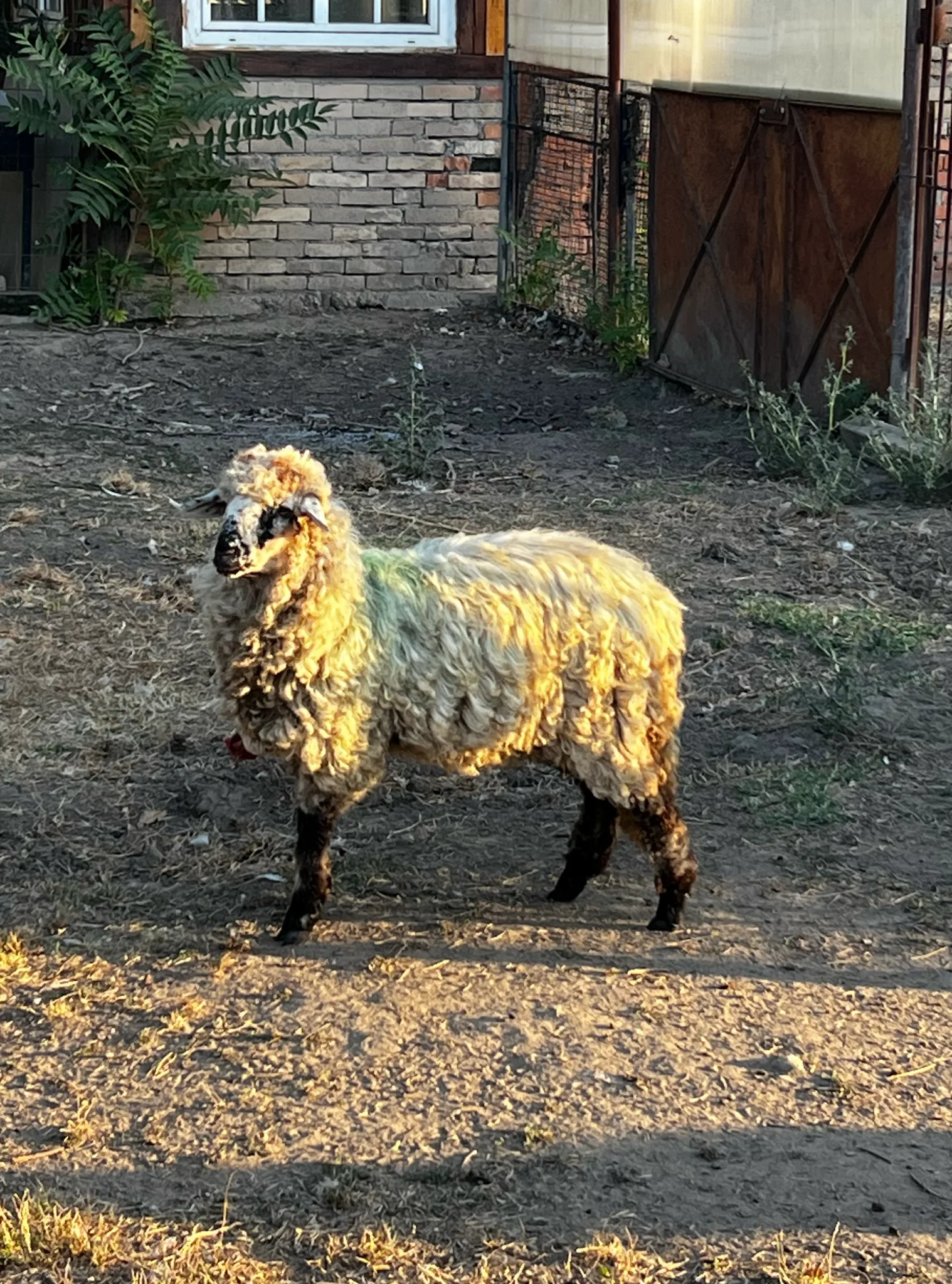A sheep on the estate