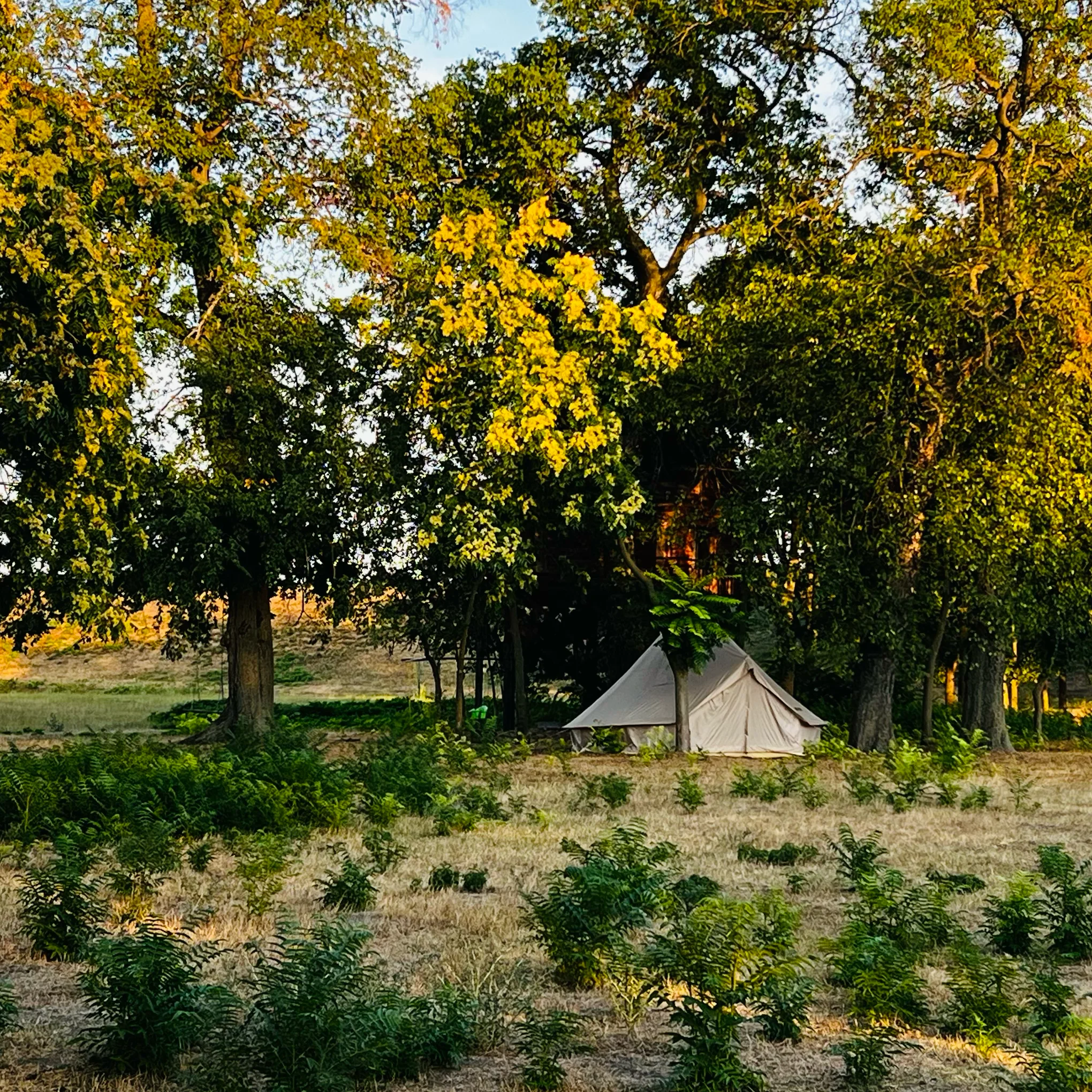 Bell tent in the estate grounds