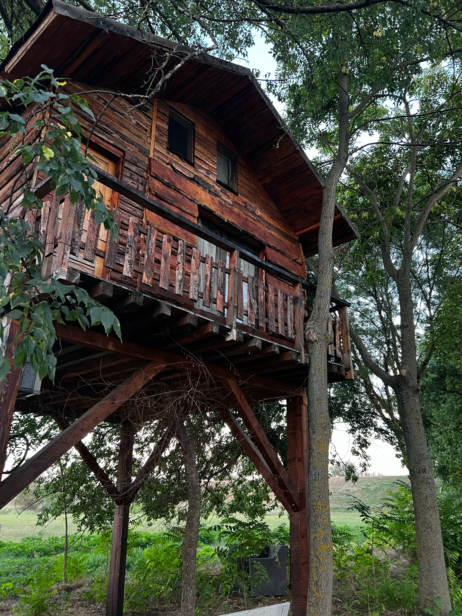 Wooden treehouse among mature trees