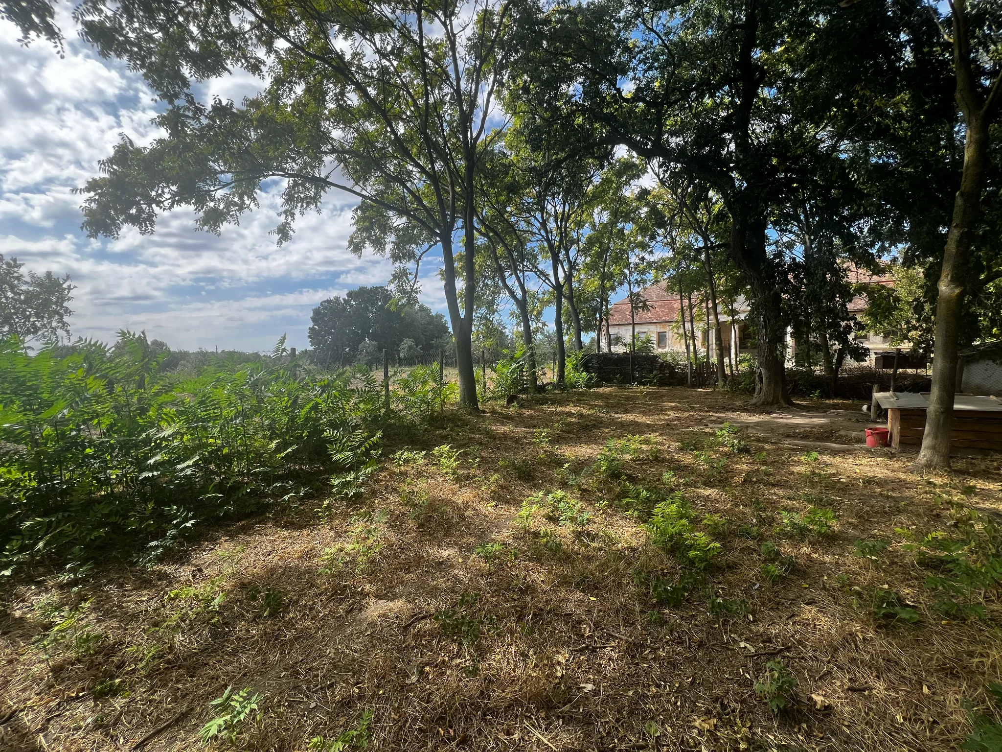 Trees and open space on the estate